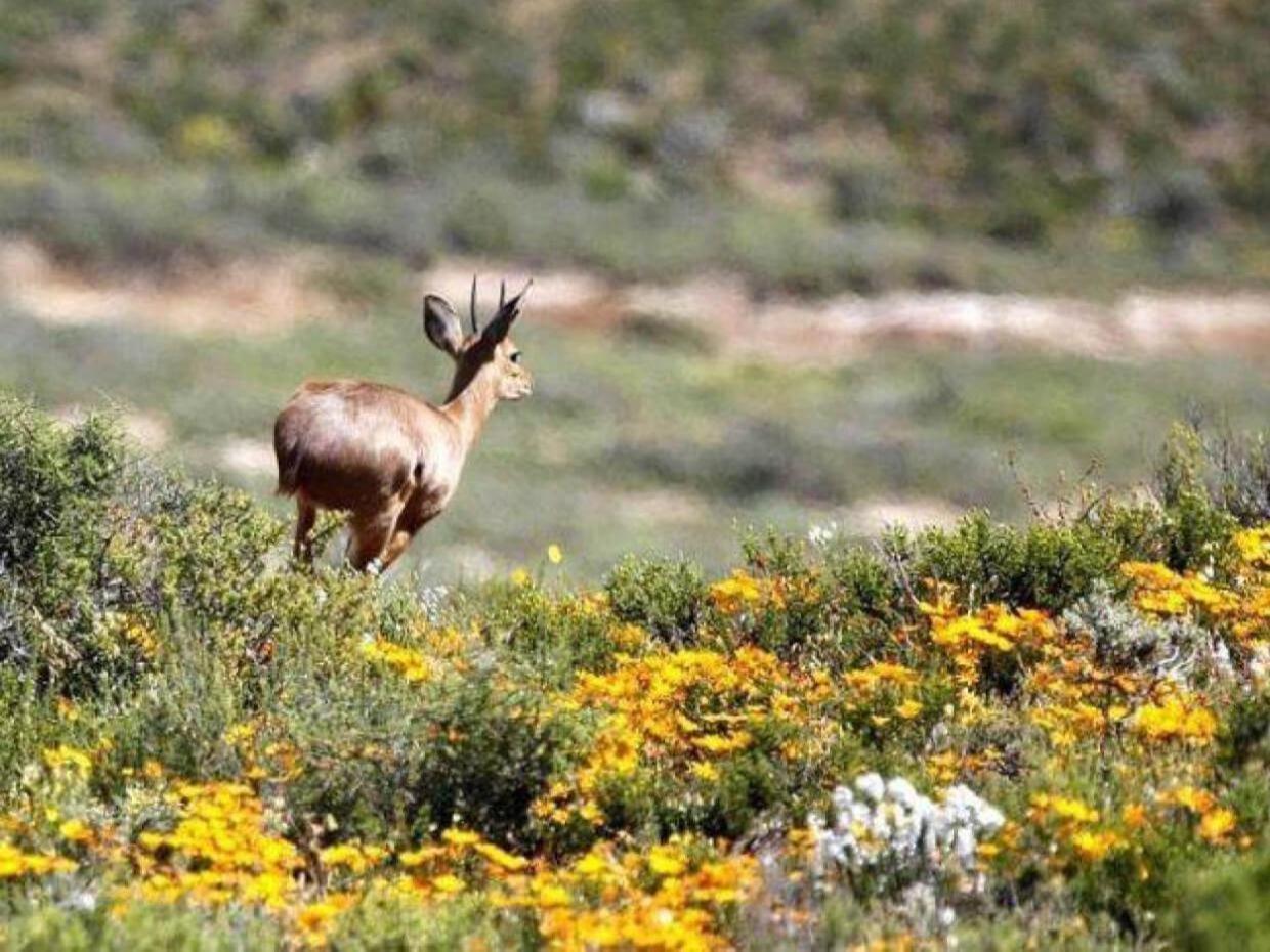 Aardvark Bioreserve Ladismith Bagian luar foto