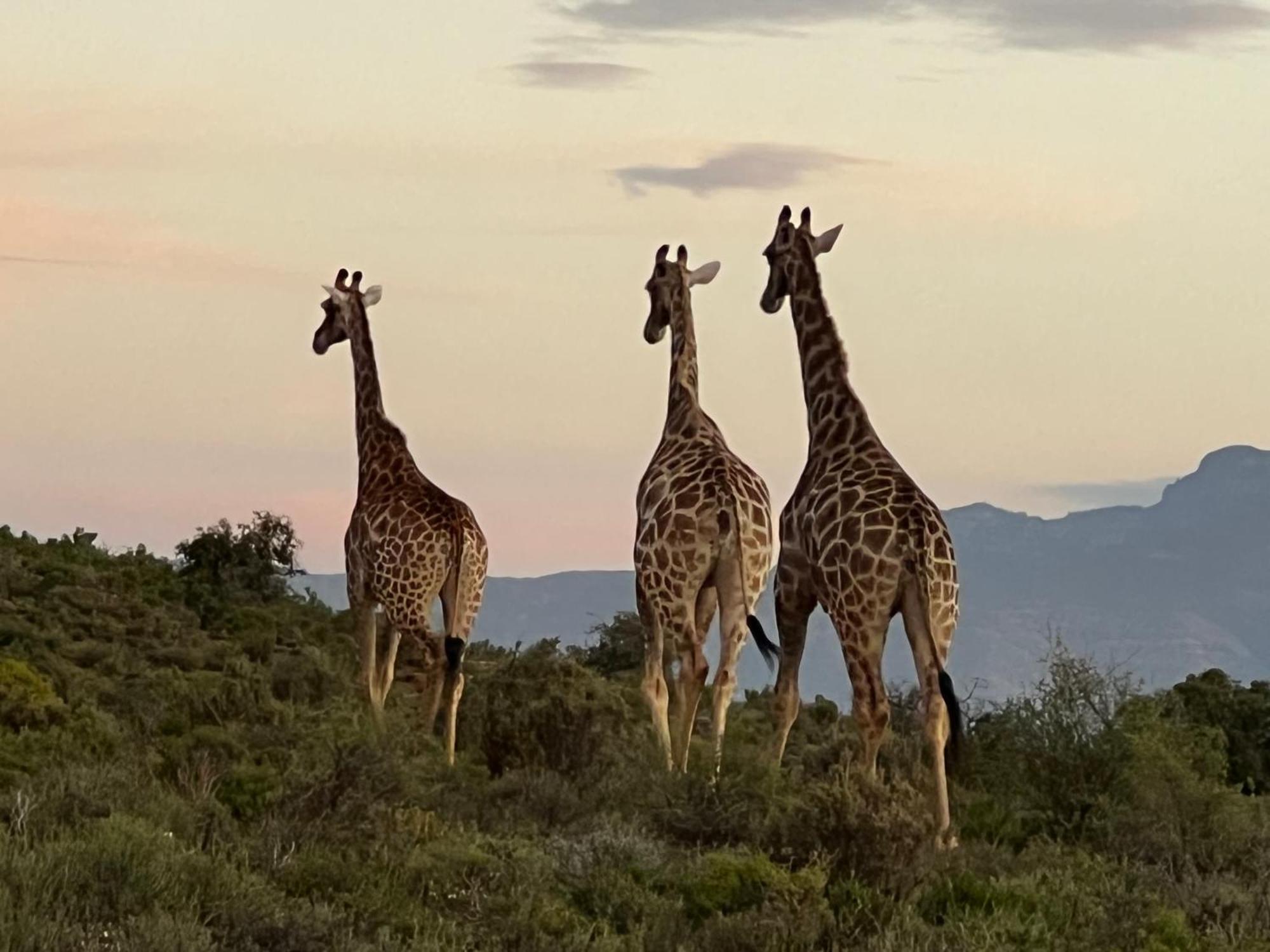 Aardvark Bioreserve Ladismith Bagian luar foto