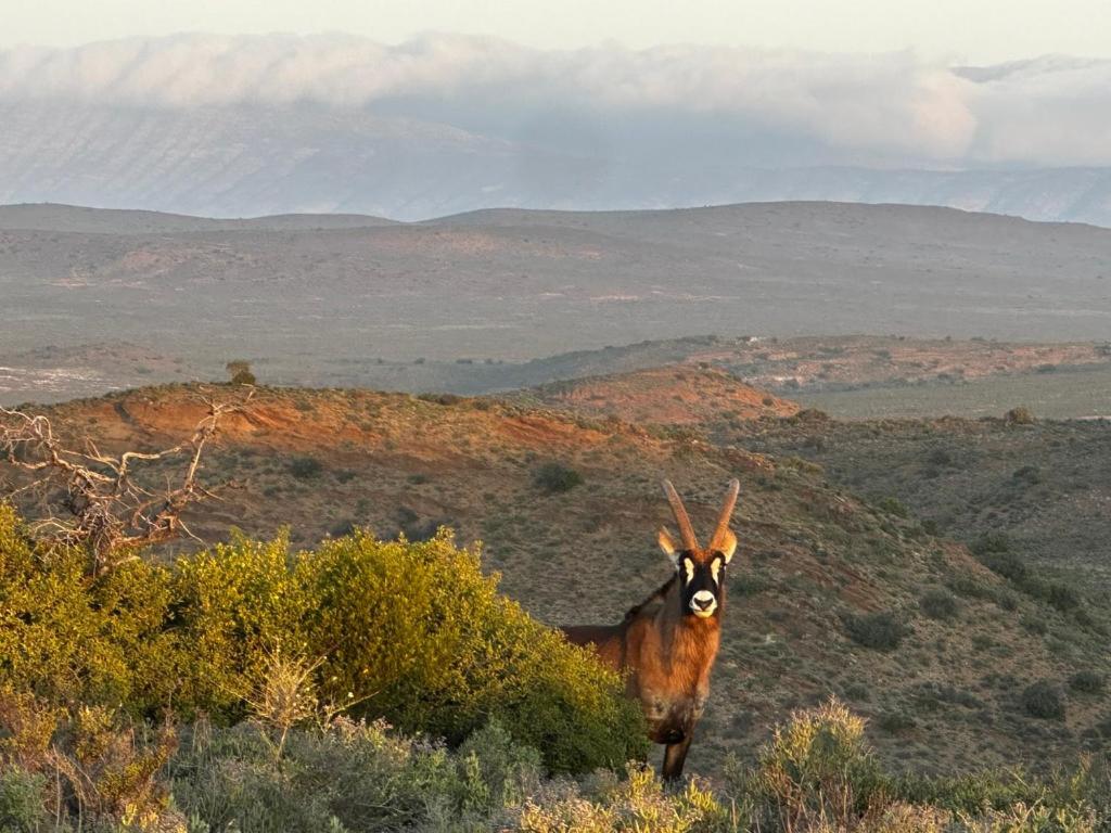 Aardvark Bioreserve Ladismith Bagian luar foto